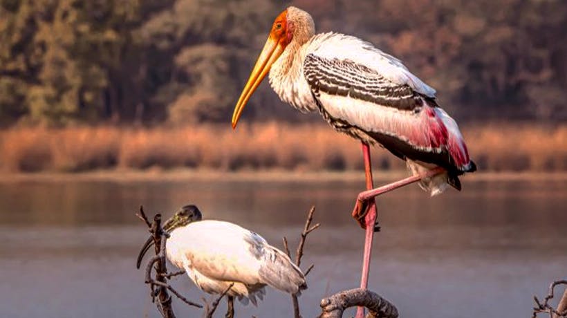 Bird Watching at Surwal Lake